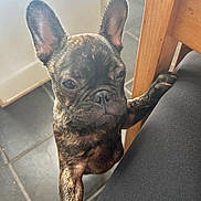 Charly participe au concours pour gagner de l'argent avec cette photo : dog, french_bulldog, puppy, brindle, pet, animal, ears, paw, floor, tile_floor, wooden_chair, indoor, cute, wrinkles, looking_up, young_dog, companion, domestic_animal, fur, closeup