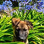 Alvin participe au concours pour gagner de l'argent avec cette photo : puppy, dog, flower, purple_flower, green_leaves, harness, outdoor, garden, nature, blue_sky, sunlight, pet, young_dog, animal, cute, fluffy, plant, summer, close_up, leash