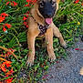 Alvin a rejoint le concours — aidez-le/la à gagner de superbes lots ! puppy, dog, flower, red_flower, greenery, grass, stone_wall, outdoor, sunlight, happy, tongue_out, young_dog, nature, plant, leash, pet, canine, sitting, close_up, daytime
