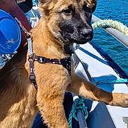 Alvin participe au concours pour gagner de l'argent avec cette photo : dog, puppy, boat, water, person, sunglasses, phone, rope, blue_sky, tree, rock, outdoor, sunny, animal, harness, smile, leash, hand, nature, recreation