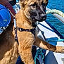 dog, puppy, boat, water, person, sunglasses, phone, rope, blue_sky, tree, rock, outdoor, sunny, animal, harness, smile, leash, hand, nature, recreation