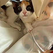 Pasta a rejoint le concours — aidez-le/la à gagner de superbes lots ! cat, calico, kitten, curious, wide_eyes, paws, curtain, sheer_fabric, indoor, close_up, pet, animal, whiskers, nose, playful, fur, hiding, soft_light, texture, peek