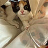 animal, calico, cat, close_up, curious, curtain, fur, hiding, indoor, kitten, nose, paws, peek, pet, playful, sheer_fabric, soft_light, texture, whiskers, wide_eyes