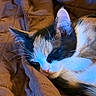 Pasta a rejoint le concours — aidez-le/la à gagner de superbes lots ! cat, calico, sleeping, resting, pet, feline, whiskers, ears, blanket, quilted, cozy, indoor, closeup, fur, nap, animal, cute, relaxing, soft_light, peaceful