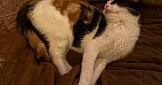 Pasta a rejoint le concours — aidez-le/la à gagner de superbes lots ! cat, calico, sleeping, resting, feline, pet, fur, whiskers, paw, animal, cute, cozy, blanket, brown, indoor, relaxed, quiet, peaceful, soft, domestic