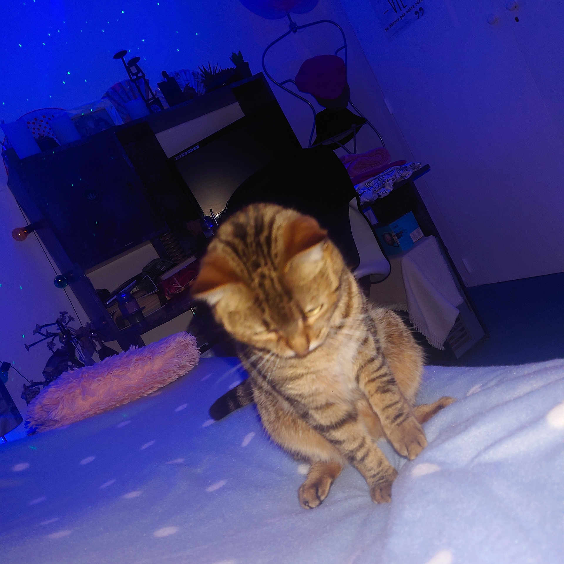 Salsa participe au concours pour gagner de l'argent avec cette photo : cat, tabby_cat, indoor, blanket, bed, furniture, chair, lamp, decor, soft_lighting, blue_light, star_pattern, cozy, pet, animal, feline, domestic, room, relaxing, night