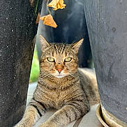 Twitter a rejoint le concours — aidez-le/la à gagner de superbes lots ! cat, tabby, animal, pet, outdoor, plant_pots, leaves, dried_leaves, relaxed, feline, portrait, greenery, nature, closeup, whiskers, paws, sitting, eyes, fur, daylight