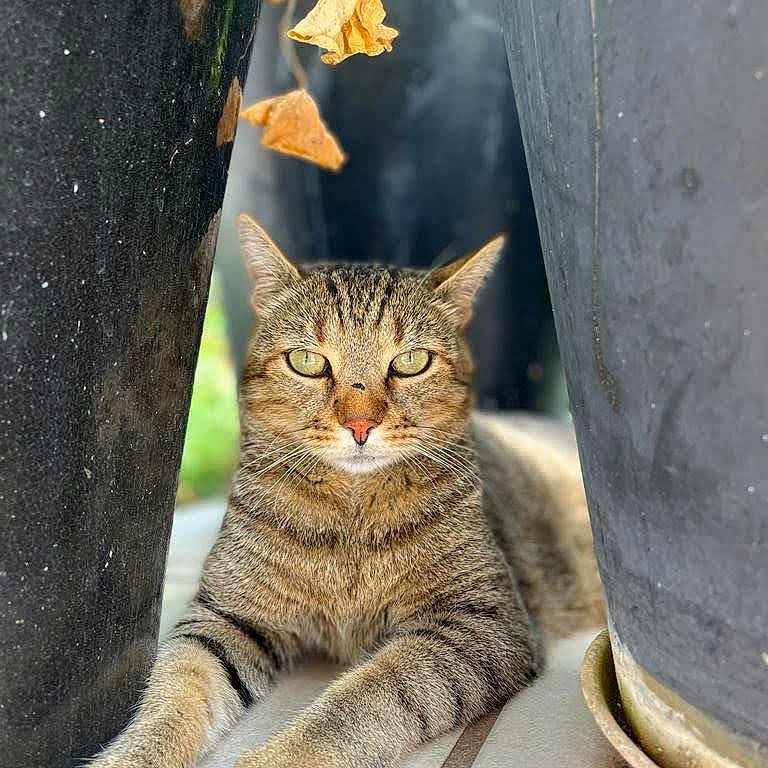 Twitter a rejoint le concours — aidez-le/la à gagner de superbes lots ! cat, tabby, animal, pet, outdoor, plant_pots, leaves, dried_leaves, relaxed, feline, portrait, greenery, nature, closeup, whiskers, paws, sitting, eyes, fur, daylight