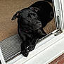 Luna is registered to the contest to win money with this photo: dog, black_dog, pet, indoor, doorway, carpet, paws, resting, looking_away, animal, canine, home, threshold, floor, brick, gravel, collar, ears, fur, relaxed