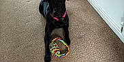 Luna is registered to the contest to win money with this photo: dog, black_dog, pet, canine, collar, toy, rope_toy, carpet, indoor, hallway, tail, playful, animal, waiting, floor, home, wall, door, open_door, light