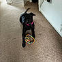 dog, black_dog, pet, canine, collar, toy, rope_toy, carpet, indoor, hallway, tail, playful, animal, waiting, floor, home, wall, door, open_door, light