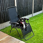 Luna joined the competition — help win amazing prizes! dog, black_dog, shoe, chair, recliner, backyard, grass, artificial_grass, fence, pet, playful, outdoor, animal, canine, collar, leisure, relaxing, pavement, daytime, garden