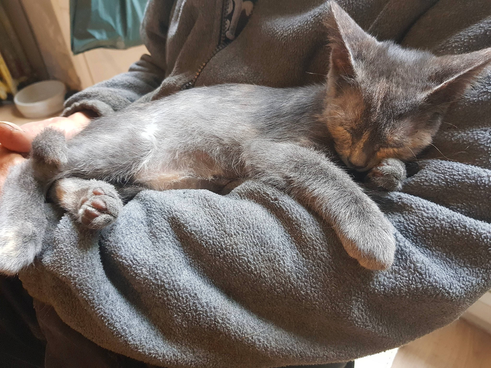 Skyline a rejoint le concours — aidez-le/la à gagner de superbes lots ! canidae, carnivore, cat, chartreux, claw, comfort, dog_breed, domestic_short_haired_cat, fawn, felidae, fur, grey, linens, liver, nap, sleep, small_to_medium_sized_cats, snout, sporting_group, whiskers