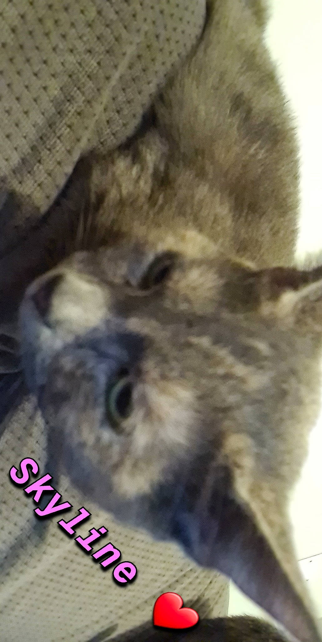 Skyline participe au concours pour gagner de l'argent avec cette photo : carnivore, cat, claw, companion_dog, dog_breed, fawn, felidae, fur, logo, paw, photo_caption, small_to_medium_sized_cats, snout, tail, terrestrial_animal, whiskers, wildlife