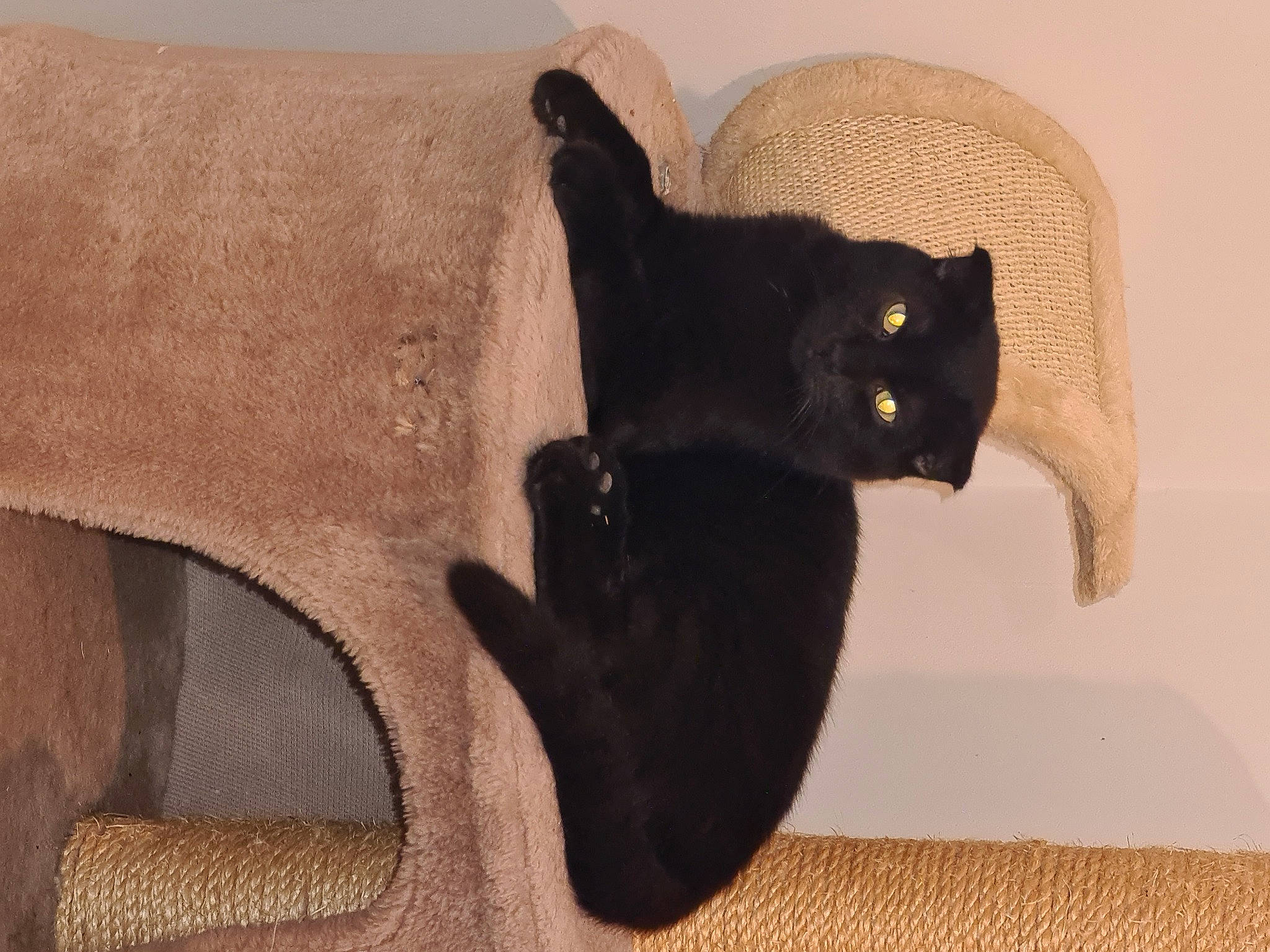 Poppers participe au concours pour gagner de l'argent avec cette photo : black_cat, carnivore, cat, cat_furniture, cat_supply, chair, comfort, domestic_short_haired_cat, felidae, flooring, fur, grey, hardwood, pet_supply, small_to_medium_sized_cats, snout, tail, terrestrial_animal, whiskers, wood