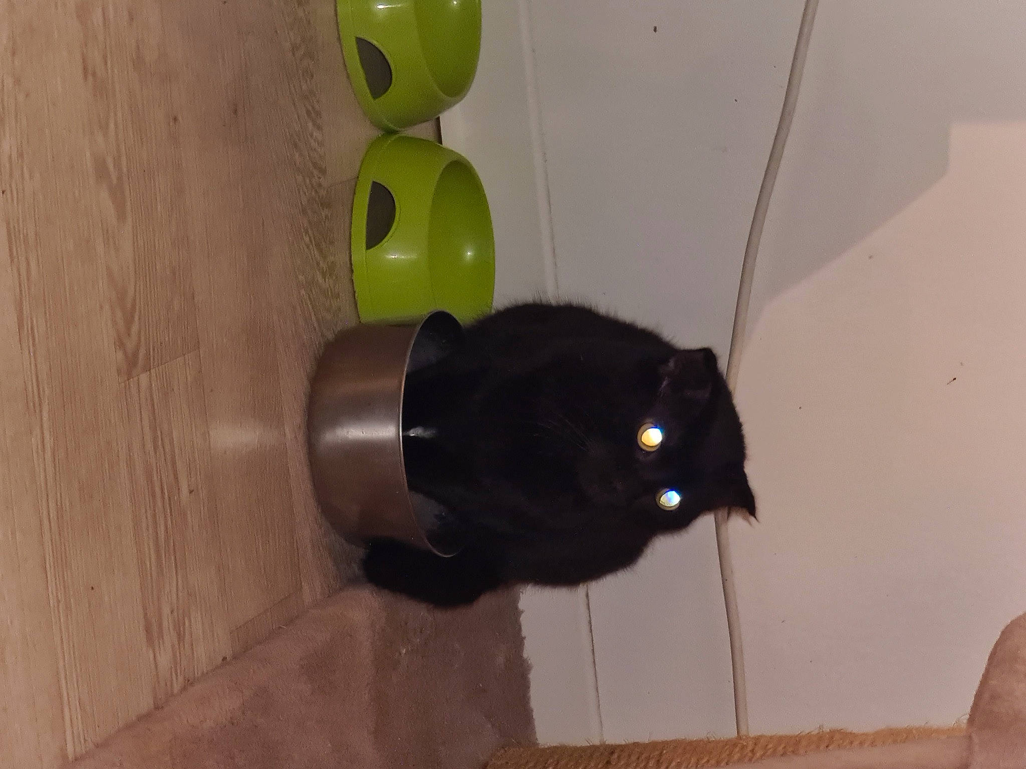 Poppers a rejoint le concours — aidez-le/la à gagner de superbes lots ! balloon, bombay, carnivore, cat, domestic_short_haired_cat, door_handle, felidae, flooring, fur, gas, hardwood, plastic, plumbing, room, shelf, small_to_medium_sized_cats, tail, toy, whiskers, wood