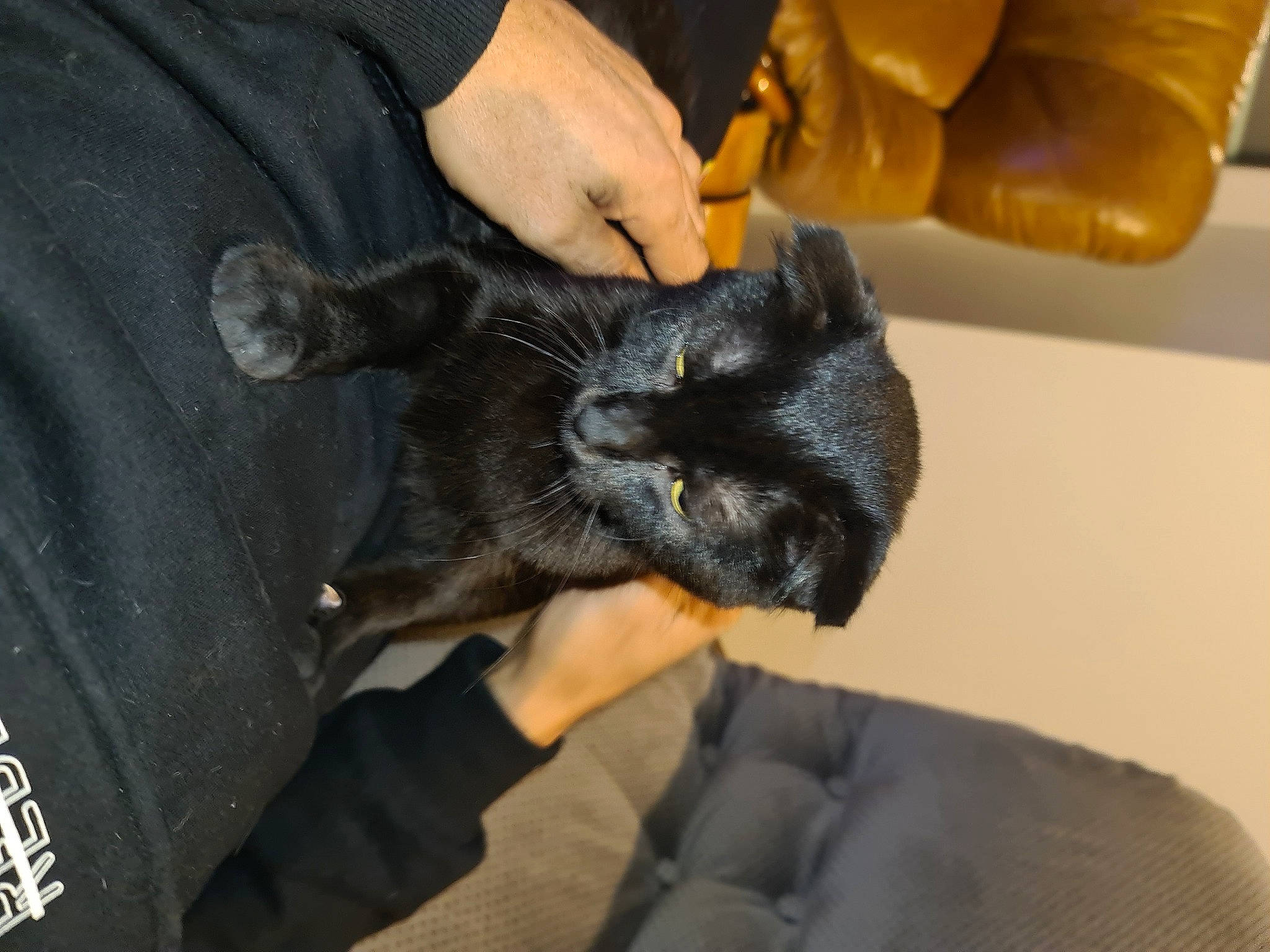 Poppers a rejoint le concours — aidez-le/la à gagner de superbes lots ! black_cat, canidae, carnivore, cat, claw, comfort, dog_breed, ear, felidae, finger, fur, gesture, hand, nail, small_to_medium_sized_cats, snout, sporting_group, thumb, whiskers, wrist