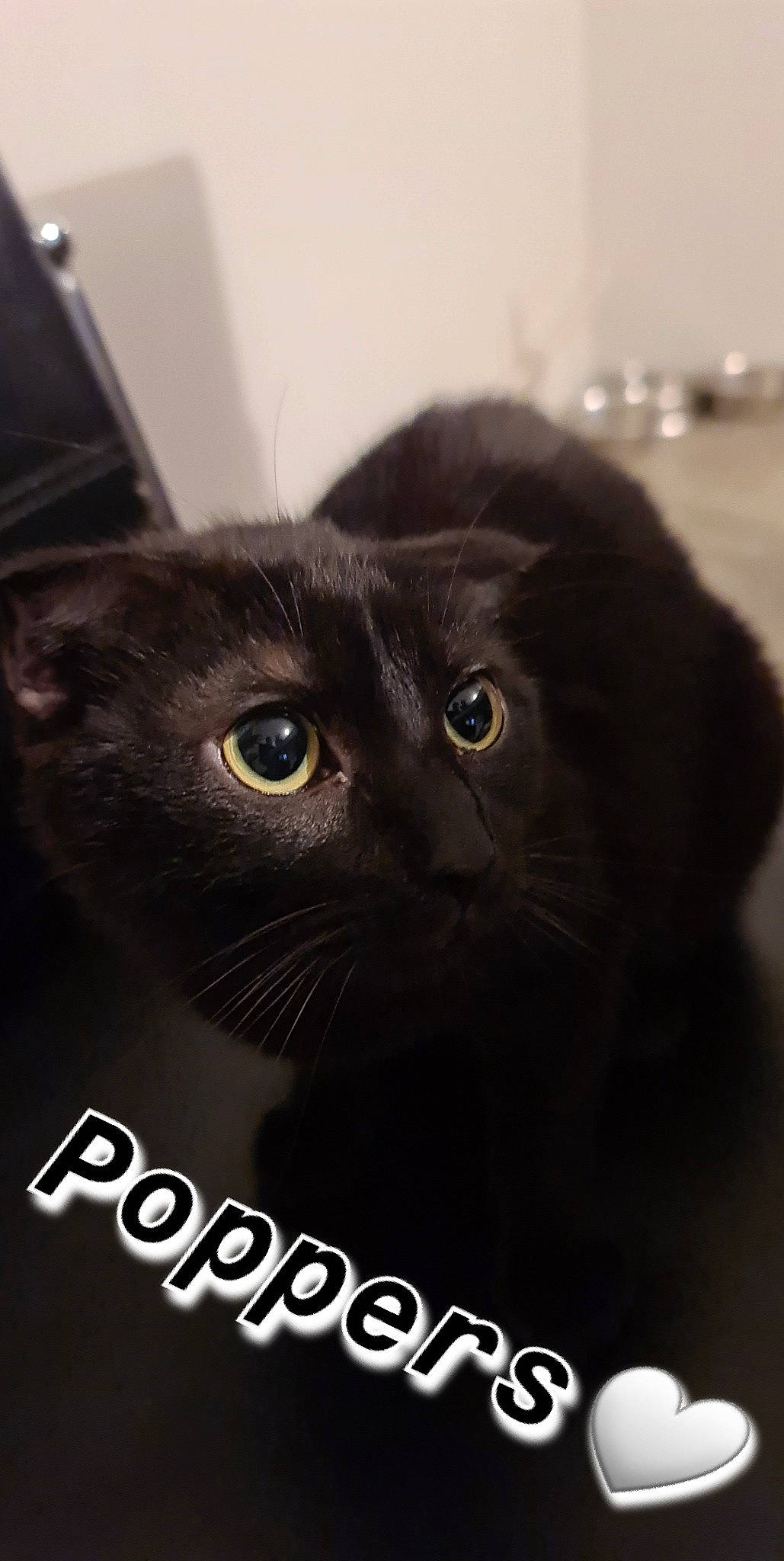 Poppers a rejoint le concours — aidez-le/la à gagner de superbes lots ! black_cat, bombay, carnivore, cat, domestic_short_haired_cat, eye, felidae, font, fur, photo_caption, small_to_medium_sized_cats, snout, terrestrial_animal, whiskers