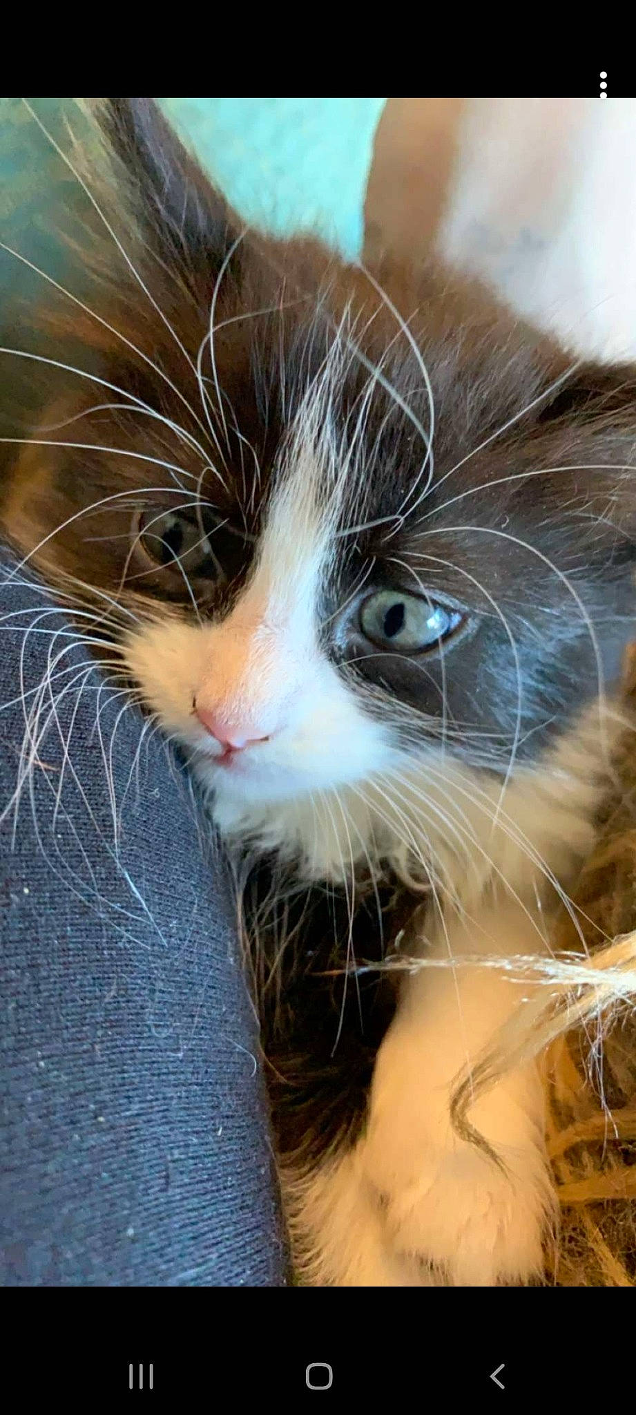 Pipette participe au concours pour gagner de l'argent avec cette photo : carnivore, cat, claw, close_up, domestic_short_haired_cat, eye, fawn, felidae, fur, grass, head, iris, macro_photography, nose, plant, small_to_medium_sized_cats, snout, sunglasses, tree, whiskers