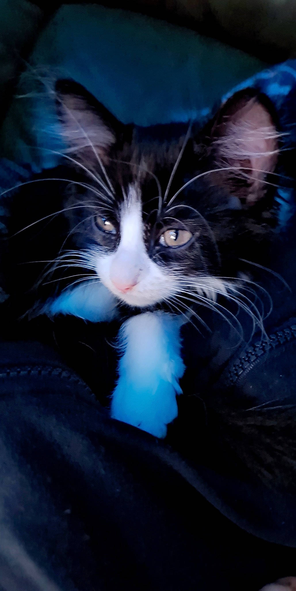 Pipette a rejoint le concours — aidez-le/la à gagner de superbes lots ! carnivore, cat, close_up, comfort, darkness, domestic_short_haired_cat, electric_blue, felidae, formal_wear, fur, hand, head, jaw, love, organism, small_to_medium_sized_cats, snout, tail, tree, whiskers