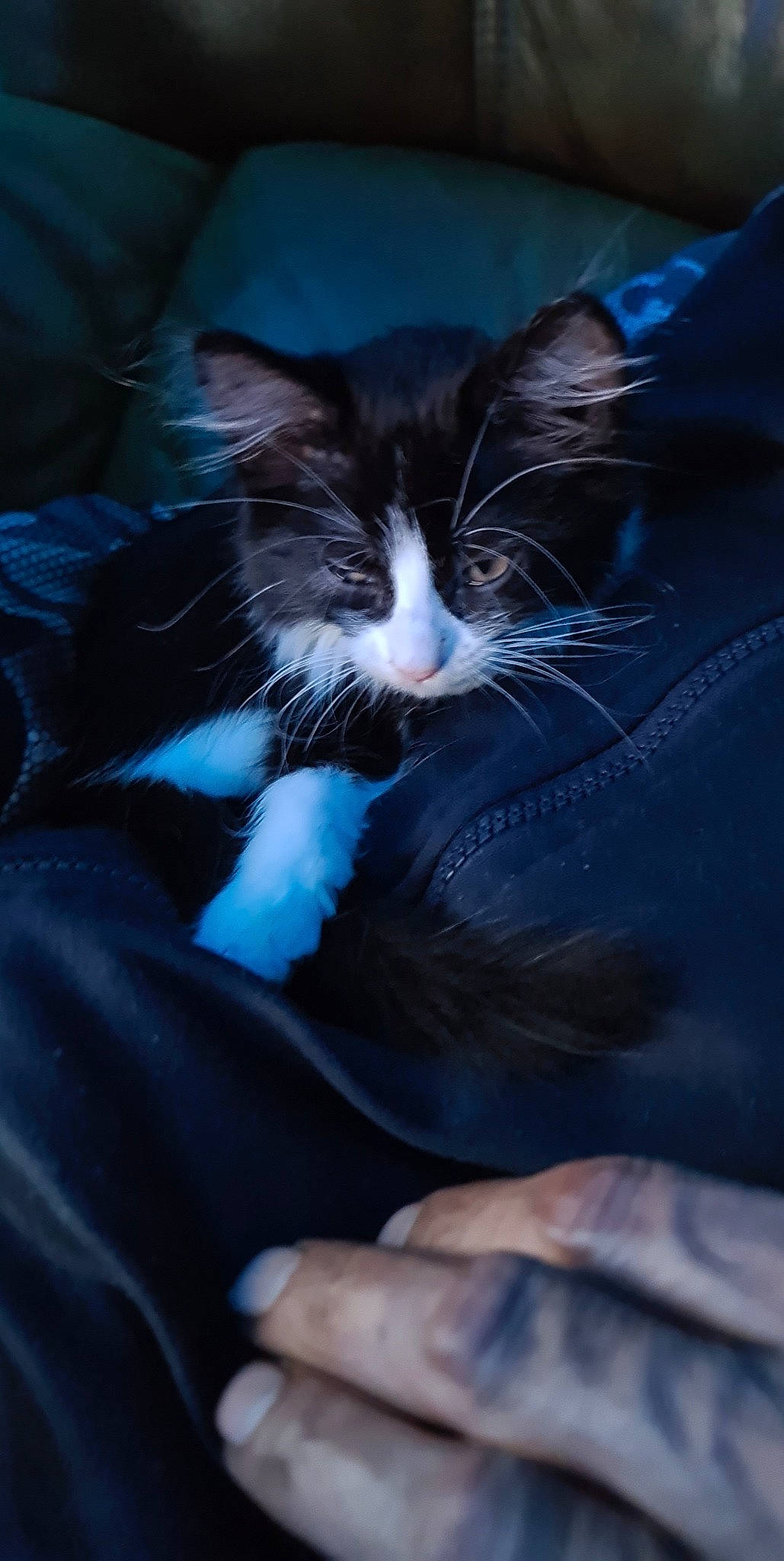 Pipette participe au concours pour gagner de l'argent avec cette photo : carnivore, cat, cloud, comfort, darkness, domestic_short_haired_cat, electric_blue, felidae, flash_photography, formal_wear, fur, head, plant, sky, small_to_medium_sized_cats, snout, tail, tints_and_shades, tree, whiskers