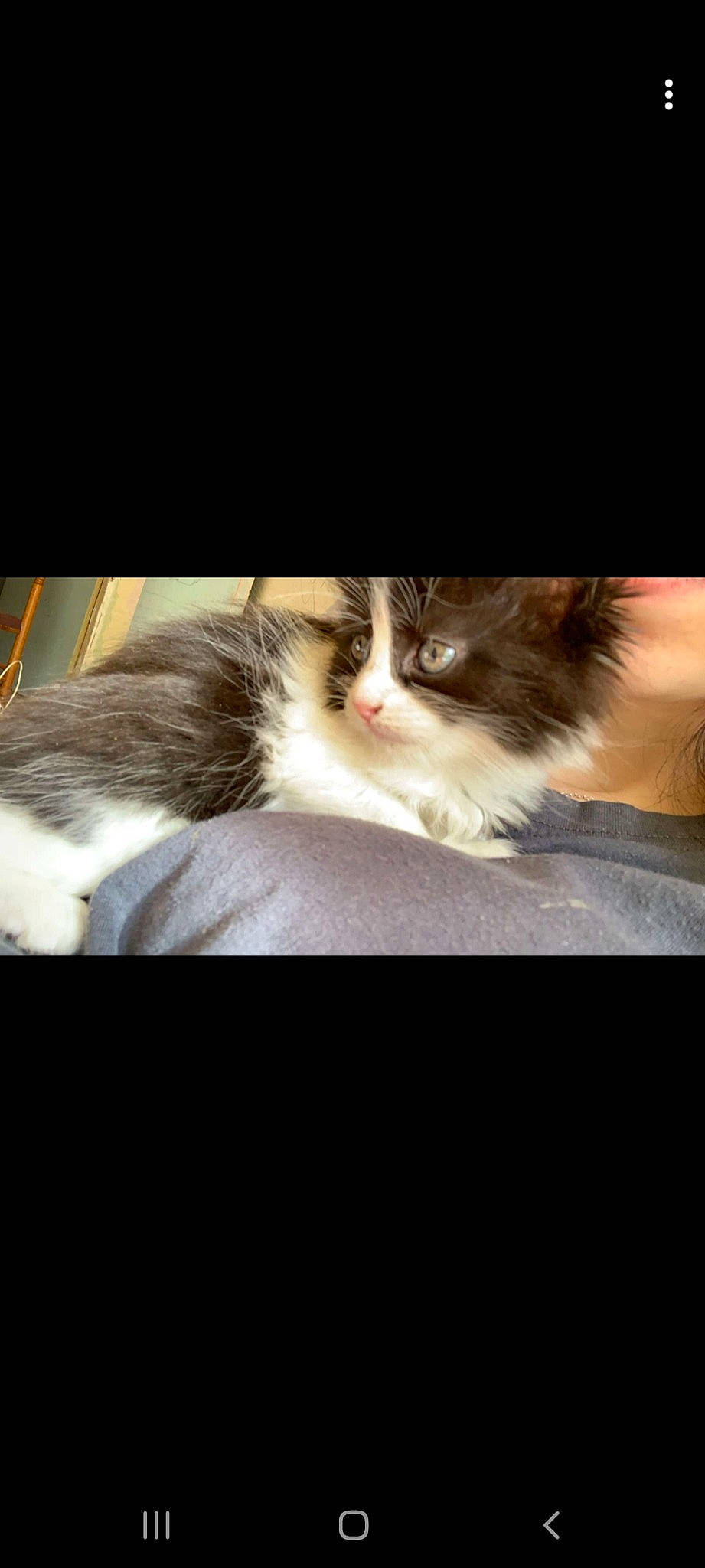 Pipette a rejoint le concours — aidez-le/la à gagner de superbes lots ! carnivore, cat, claw, cloud, comfort, darkness, domestic_short_haired_cat, ear, fawn, felidae, fur, gesture, nap, paw, photo_caption, sleep, small_to_medium_sized_cats, snout, tail, whiskers