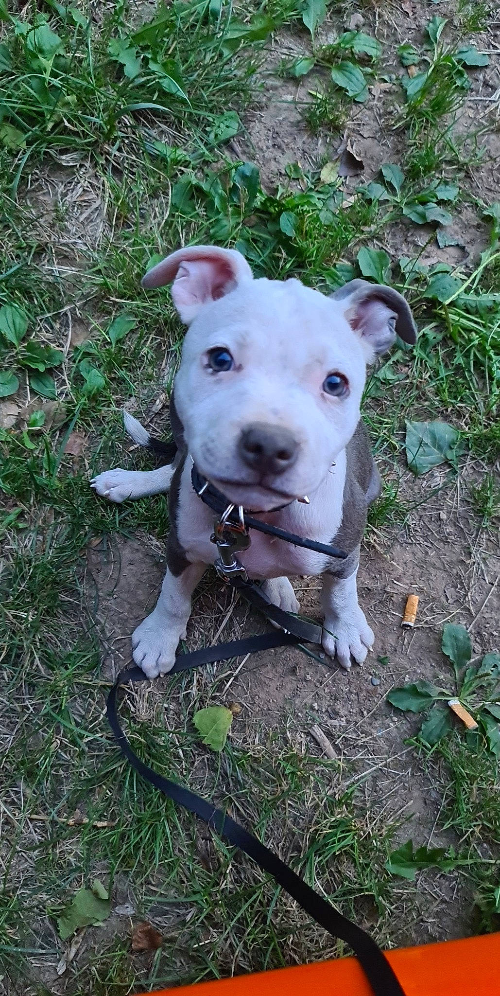 Xena participe au concours pour gagner de l'argent avec cette photo : canidae, carnivore, companion_dog, dog, dog_breed, dogo_guatemalteco, domestic_pig, eye, fawn, grass, livestock, plant, snout, sporting_group, suidae, tail, terrestrial_animal, terrier, whiskers, working_animal