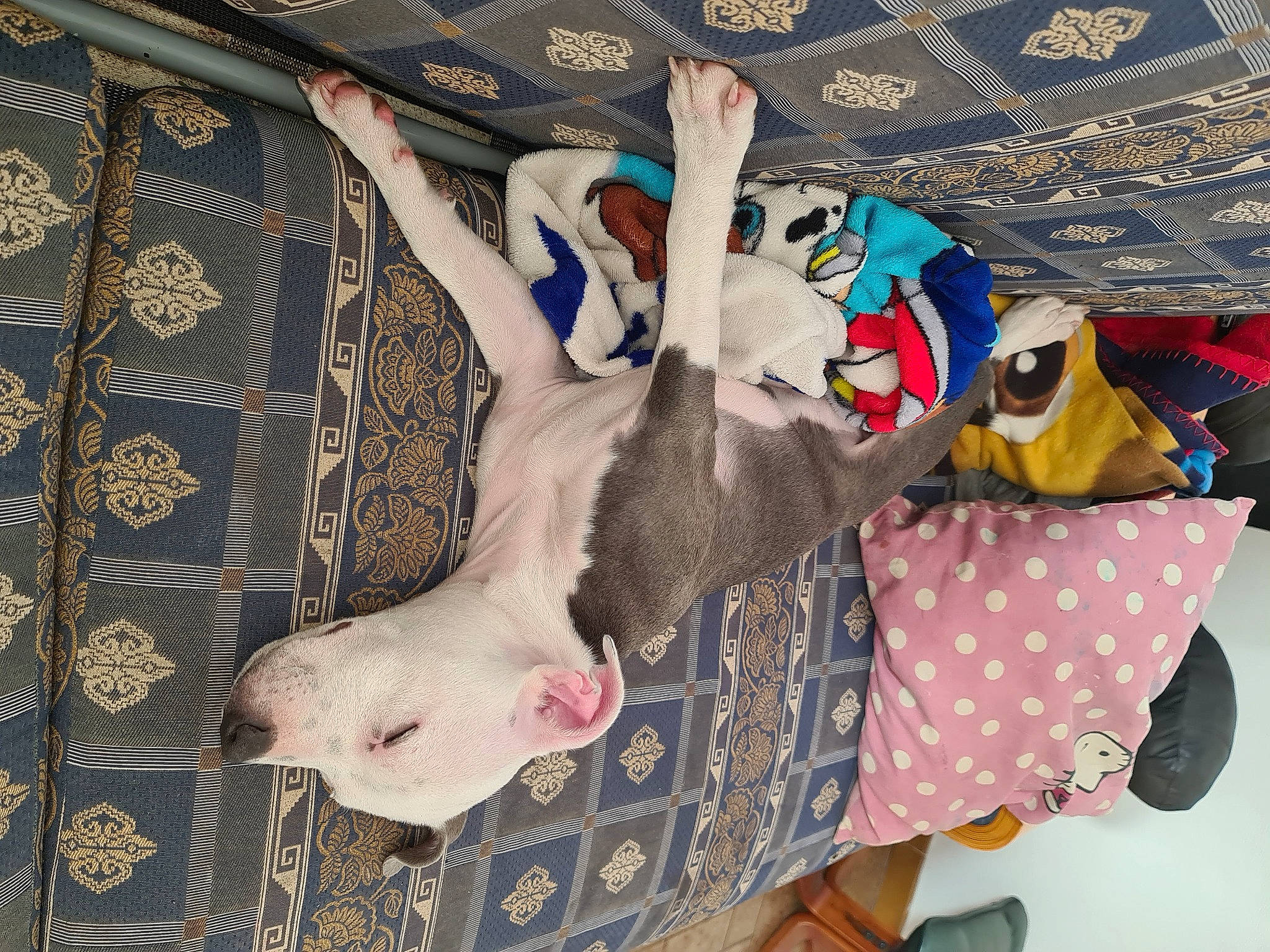 Xena a rejoint le concours — aidez-le/la à gagner de superbes lots ! art, baby_products, bag, carmine, child, companion_dog, dog, dog_breed, fawn, fictional_character, fur, linens, pattern, room, snout, stuffed_toy, tail, toy, visual_arts, working_animal