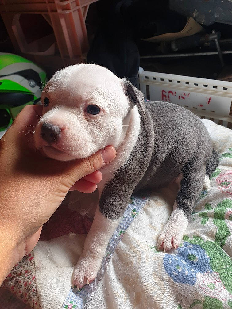 Xena a rejoint le concours — aidez-le/la à gagner de superbes lots ! canidae, carnivore, chair, comfort, companion_dog, dog, dog_breed, ear, fawn, flesh, fur, green, nail, pattern, snout, terrestrial_animal, toy_dog, whiskers, working_animal, wrinkle