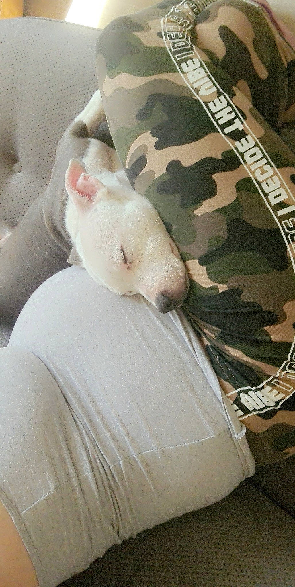 Xena a rejoint le concours — aidez-le/la à gagner de superbes lots ! bag, bedding, camouflage, canidae, car_seat, carnivore, comfort, companion_dog, dog, dog_breed, fawn, felidae, fur, human_leg, linens, military_camouflage, pattern, sitting, sporting_group, whiskers