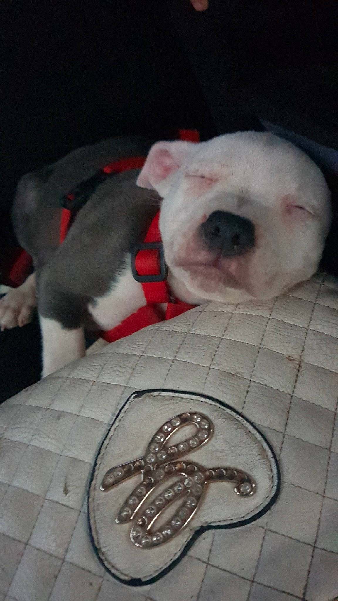 Xena participe au concours pour gagner de l'argent avec cette photo : carnivore, comfort, companion_dog, couch, dog, dog_breed, fawn, grey, mammal, outdoor_shoe, snout, stuffed_toy, terrestrial_animal, toy, toy_dog, vertebrate, whiskers, white, working_animal, wrinkle