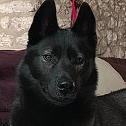 Willow a rejoint le concours — aidez-le/la à gagner de superbes lots ! dog, black_dog, pet, indoor, stone_wall, cushion, fur, ears, nose, animal, portrait, relaxed, laying_down, canine, close_up, home, companion, furry, watchful, muzzle