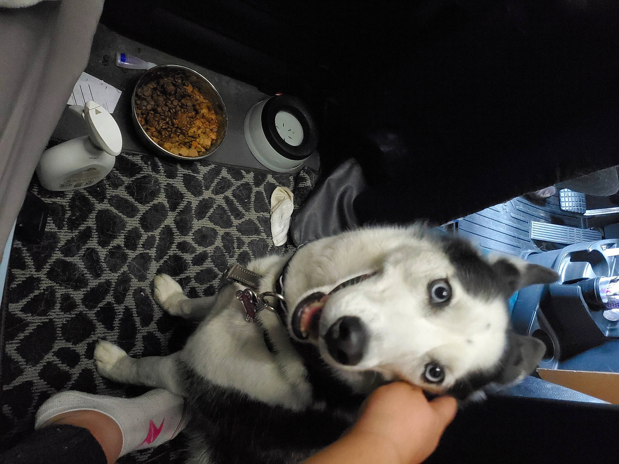 Luna is registered to the contest to win money with this photo: auto_part, automotive_lighting, canidae, canis, carnivore, companion_dog, dog, dog_breed, fur, light, paw, siberian_husky, sled_dog, snout, sporting_group, street_dog, tableware, whiskers, working_animal, working_dog