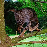 Lil Mo is registered to the contest to win money with this photo: alert, animal, balance, branch, cat, climbing, forest, fur, greenery, leaf, mammal, nature, outdoor, paw, pet, tabby, tree, trunk, whiskers, wildlife
