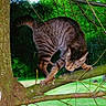 alert, animal, balance, branch, cat, climbing, forest, fur, greenery, leaf, mammal, nature, outdoor, paw, pet, tabby, tree, trunk, whiskers, wildlife