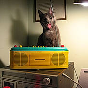 Joey is registered to the contest to win money with this photo: cat, gray_cat, radio, vintage_radio, lamp, shadow, indoor, playful, tongue_out, table, speaker, retro, electronics, cozy, furniture, wall_art, lighting, home, pet, curious