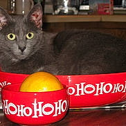 Peanut is registered to the contest to win money with this photo: cat, gray_cat, bowl, orange, table, indoor, holiday, festive, kitchen, pet, animal, domestic_cat, feline, red_bowl, fruit, still_life, close_up, relaxed, eyes, fur