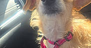 Cardi B is registered to the contest to win money with this photo: animal, canine, car_interior, closeup, collar, cute, daylight, dog, ears, expression, fur, leash, looking, pet, seat, sunlight, travel, vehicle, whiskers, window
