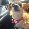 animal, canine, car_interior, closeup, collar, cute, daylight, dog, ears, expression, fur, leash, looking, pet, seat, sunlight, travel, vehicle, whiskers, window