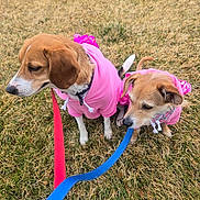 Cardi B joined the competition — help win amazing prizes! animal, brown_dog, canine, collar, companions, cute, daylight, dog, ears, fur, grass, leash, nature, outdoor, pet, pink_hoodie, playful, sitting, small_dog, two_dogs