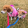 animal, brown_dog, canine, collar, companions, cute, daylight, dog, ears, fur, grass, leash, nature, outdoor, pet, pink_hoodie, playful, sitting, small_dog, two_dogs