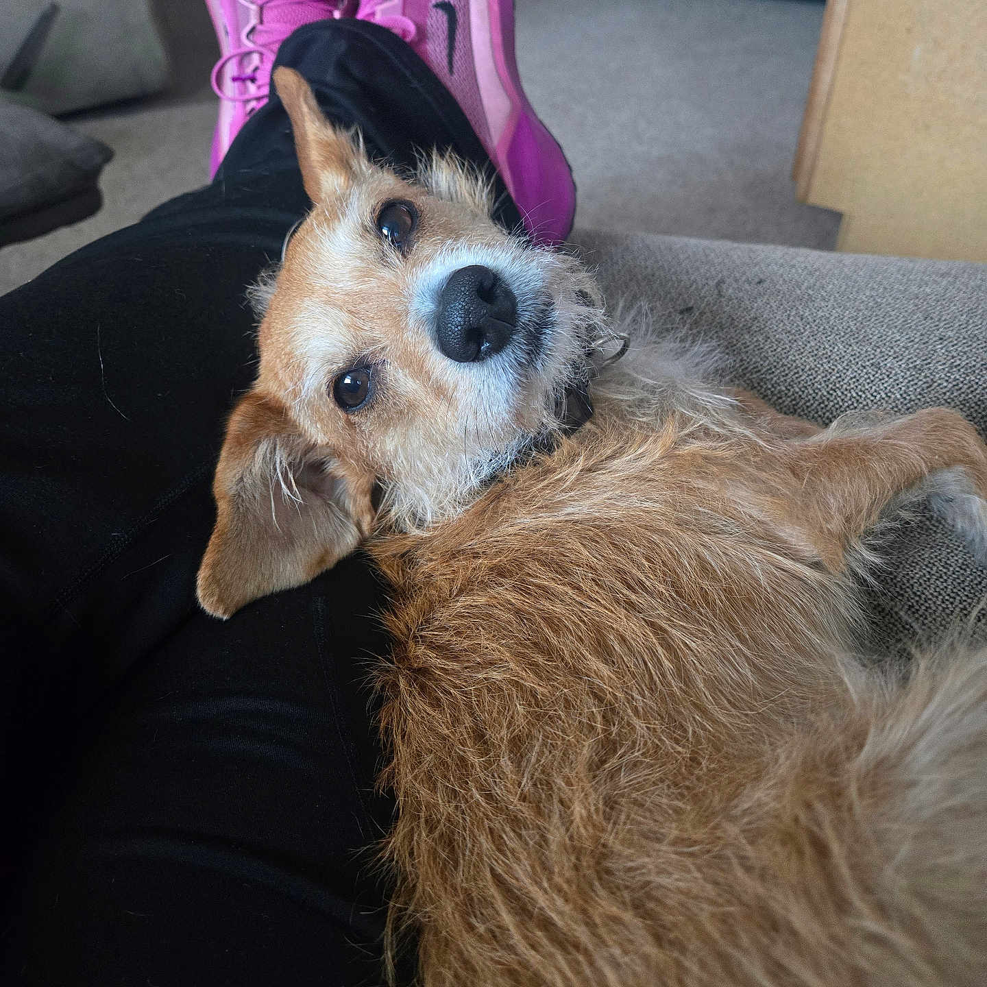 Cardi B joined the competition — help win amazing prizes! animal, black_pants, carpet, casual, couch, cozy, curious, dog, ears, fur, home, indoor, lap, looking_up, person, pet, pink_sneakers, relaxed, resting, snout