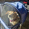 Cardi B joined the competition — help win amazing prizes! animal, blue_stroller, cage, calm, collar, comfort, dog, fabric, floor, handle, household, indoor, mesh_cover, pet, pet_stroller, shadow, small_dog, sunlight, wheel, zipper