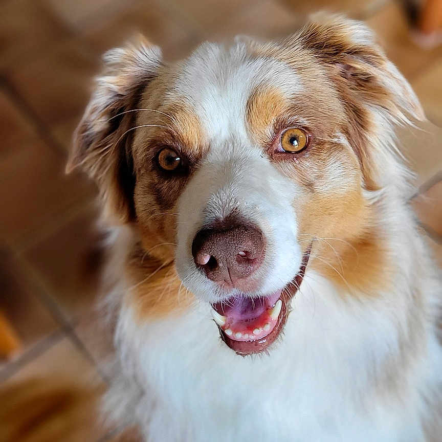 Maloo participe au concours pour gagner de l'argent avec cette photo : accessories, animal, bodypart, canine, cockerspaniel, collie, dog, eskimodog, hardwood, hound, husky, mouth, papillon, path, person, pet, puppy, strap, tile, wood