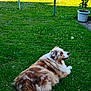 animal, backyard, brown, canine, daytime, dog, fluffy, grass, greenery, lawn, nature, outdoor, pet, potted_plant, relaxed, resting, summer, sunlight, tennis_ball, white