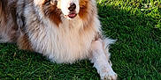 Maloo a rejoint le concours — aidez-le/la à gagner de superbes lots ! animal, canine, cockerspaniel, collie, dog, field, flagstone, grass, grassland, gravel, lawn, nature, outdoors, path, pet, plant, puppy, road, soil, walkway