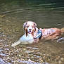 animal, brown, canine, dog, fur, happy, harness, mammal, nature, outdoor, pet, playful, relaxing, river, rocks, swimming, tongue_out, water, wet, white
