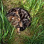 Oslo participe au concours pour gagner de l'argent avec cette photo : abyssinian, animal, cat, den, field, grass, grassland, herbal, herbs, indoors, kitten, lawn, manx, nature, outdoors, pet, plant, reed, soil, vegetation