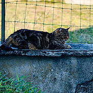 Oslo participe au concours pour gagner de l'argent avec cette photo : animal, cat, concrete, daylight, fence, fur, grass, greenery, ledge, mammal, nature, outdoor, pet, quiet, relaxed, resting, side_view, tabby, whiskers, wildlife