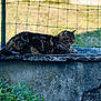 animal, cat, concrete, daylight, fence, fur, grass, greenery, ledge, mammal, nature, outdoor, pet, quiet, relaxed, resting, side_view, tabby, whiskers, wildlife